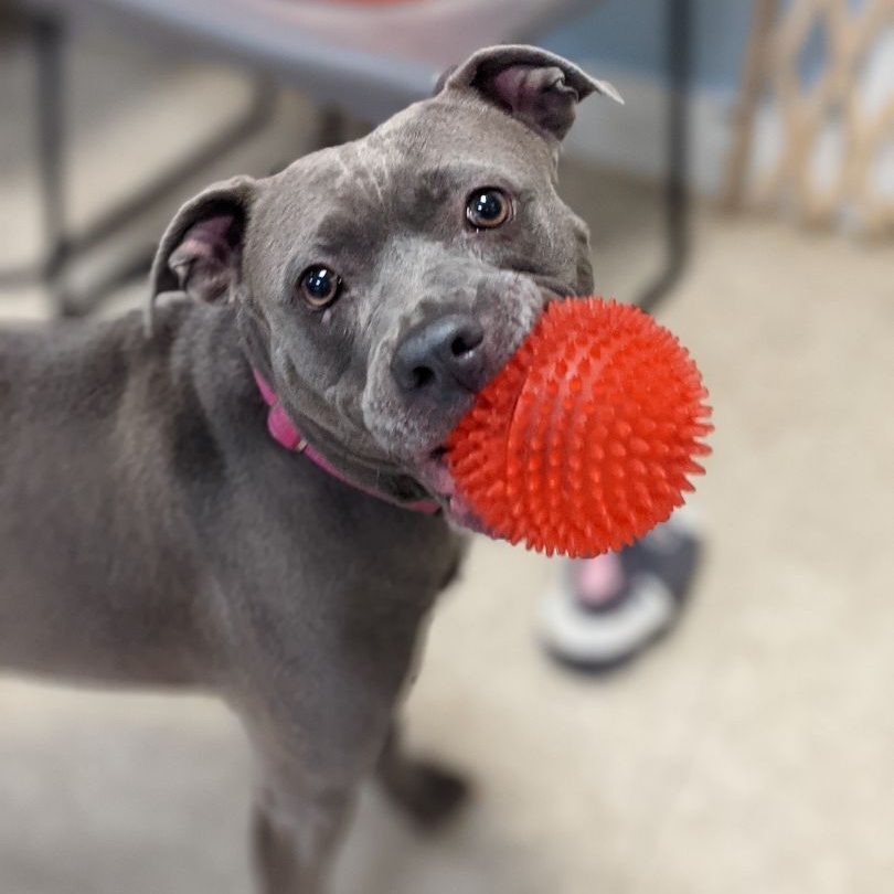 Enlarge Millie, a Adoptable Pit Bull Terrier in St. Ignace, MI image 2/6