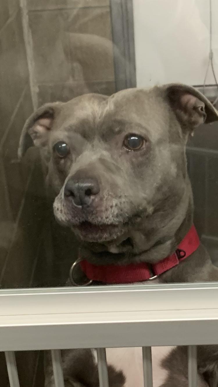 Millie, Adoptable, Adult Female Pit Bull Terrier.