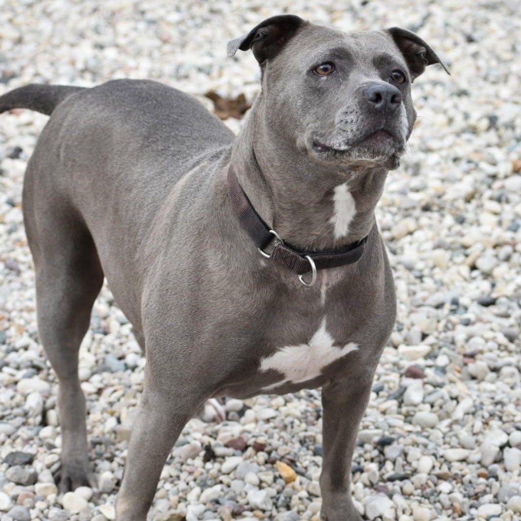 Enlarge Millie, a Adoptable Pit Bull Terrier in St. Ignace, MI image 3/6