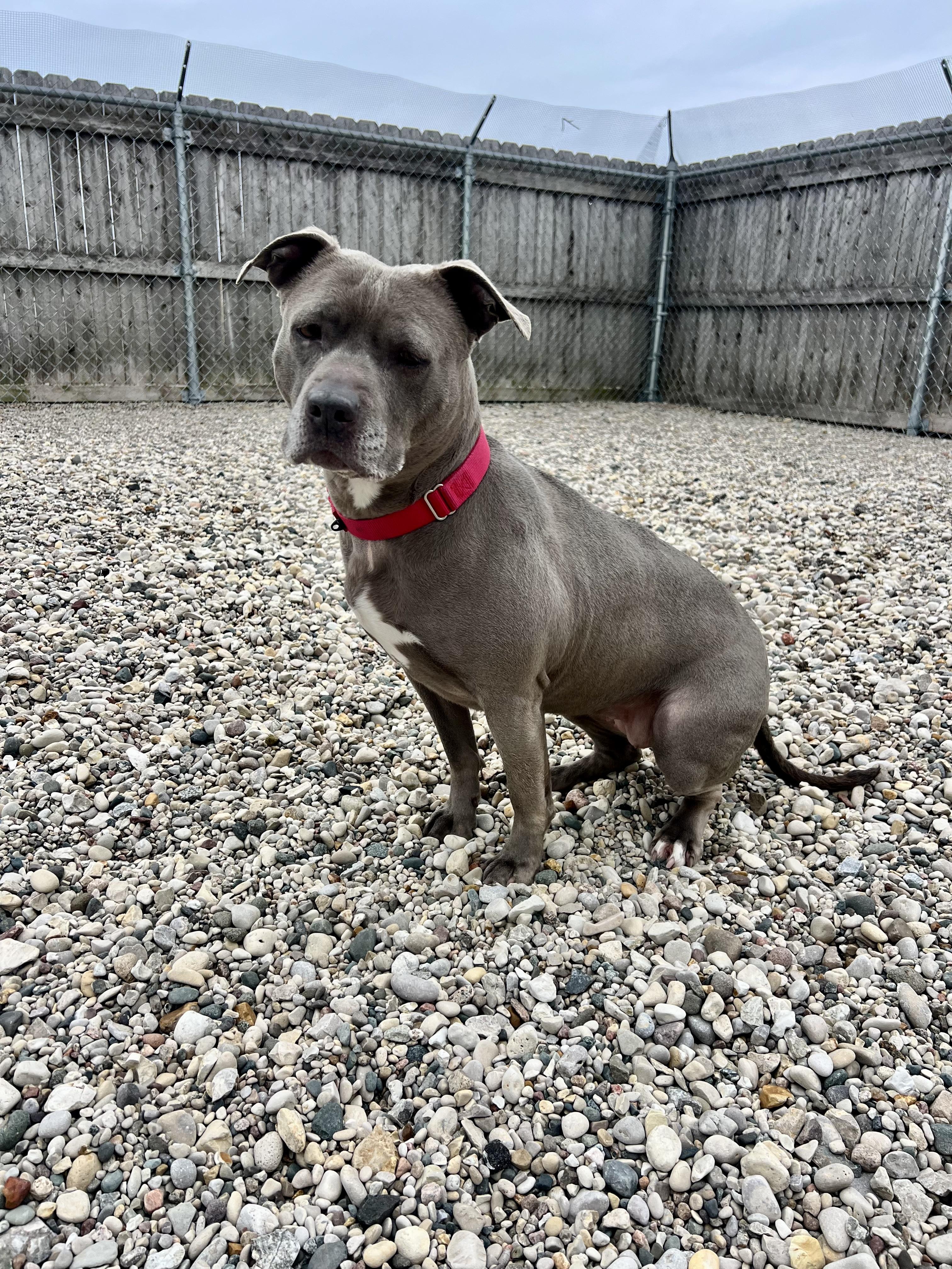 Enlarge Millie, a Adoptable Pit Bull Terrier in St. Ignace, MI image 2/4