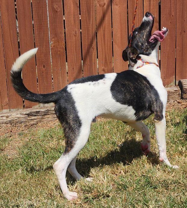 251423  Lucky, Adoptable, Young Male Pit Bull Terrier & Catahoula Leopard Dog.