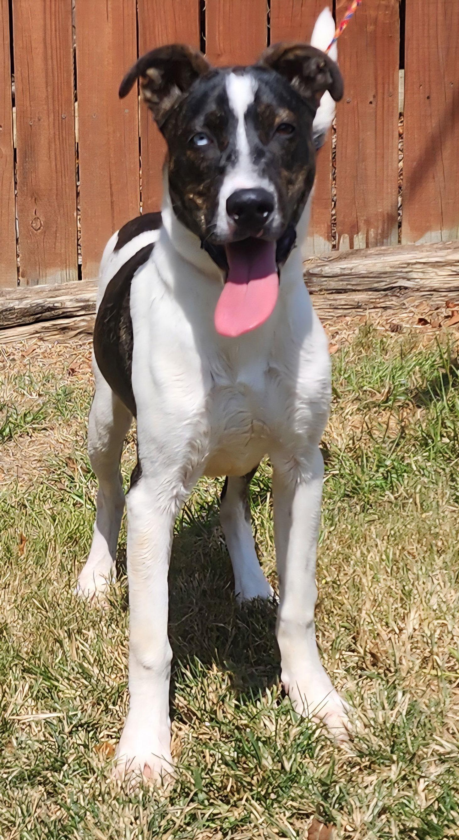 Enlarge 251423  Lucky, a Adoptable mixed breed in Wetumpka, AL image 2/3