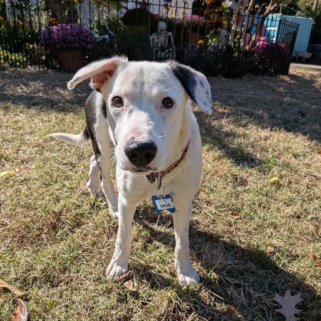 Sirius, Adoptable, Young Male Retriever.