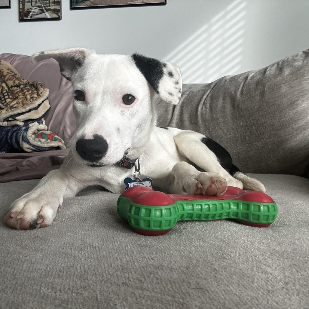 Sirius, a Adoptable Retriever in Wake Forest, NC image 2/6