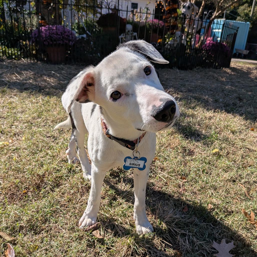 Sirius, a Adoptable Retriever in Wake Forest, NC image 3/6