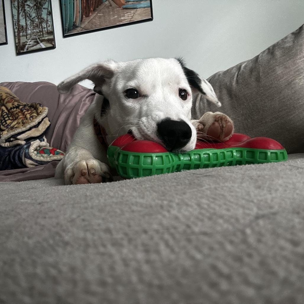 Sirius, a Adoptable Retriever in Wake Forest, NC image 4/6