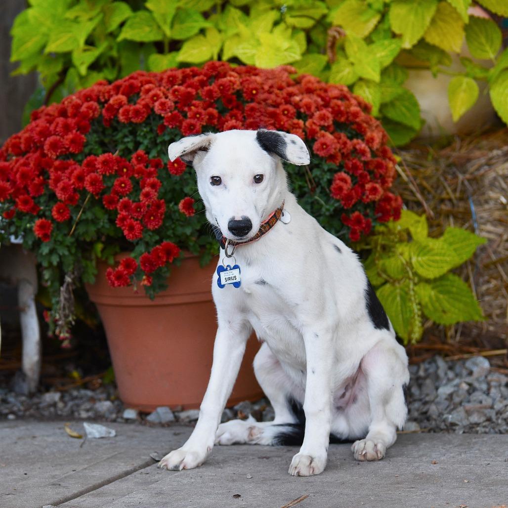 Sirius, a Adoptable Retriever in Wake Forest, NC image 5/6
