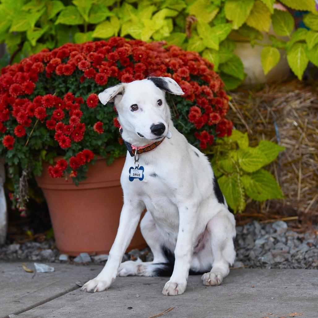Sirius, a Adoptable Retriever in Wake Forest, NC image 6/6