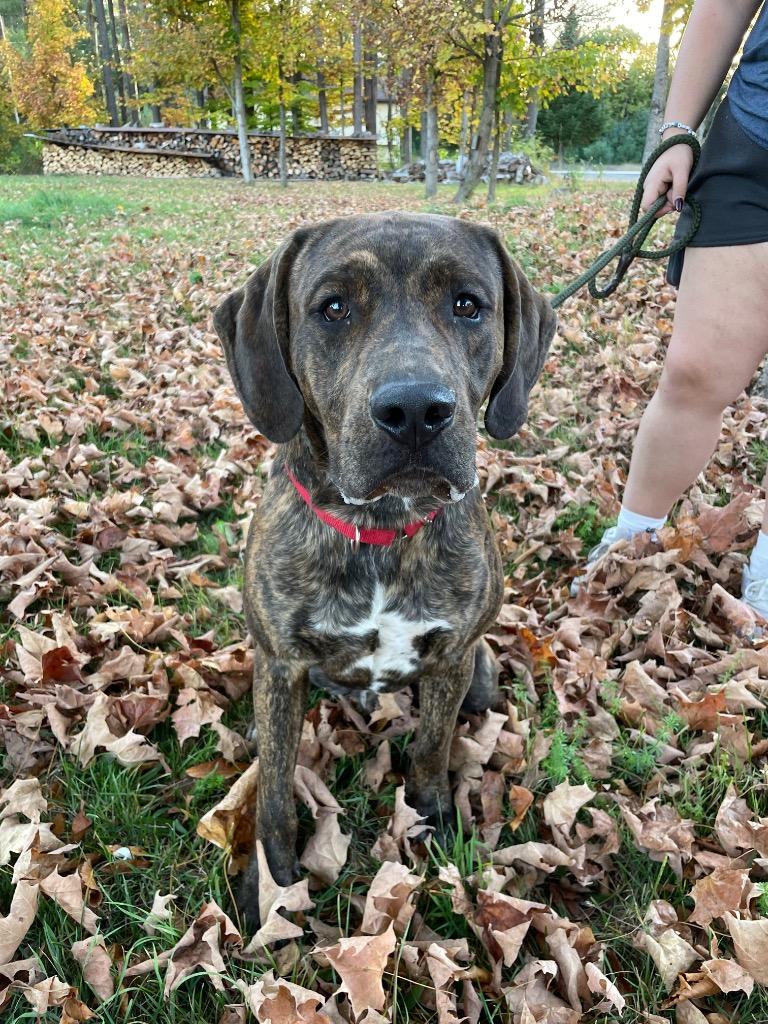 Rusty, Adoptable, Young Male Mastiff & Plott Hound.