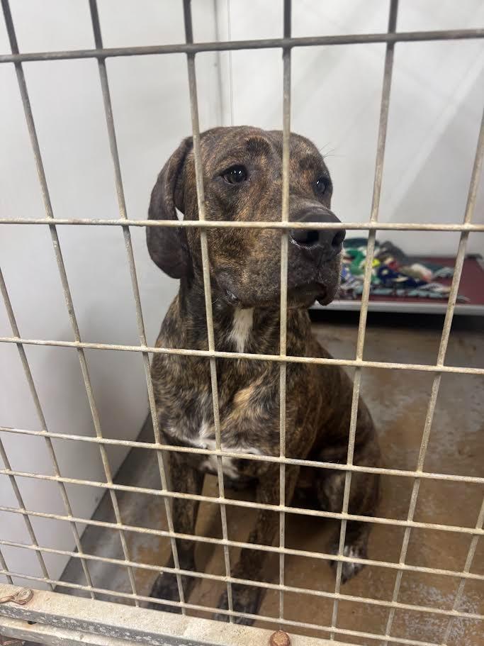 Rusty, a Adoptable mixed breed in Glenfield, NY image 2/5