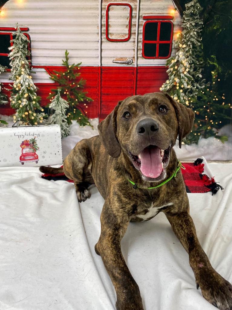 Rusty, a Adoptable mixed breed in Glenfield, NY image 3/5