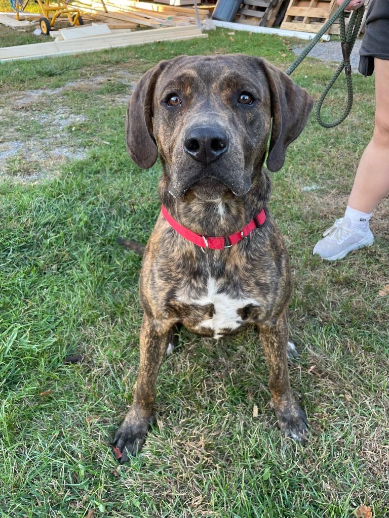 Rusty, a Adoptable mixed breed in Glenfield, NY image 4/5