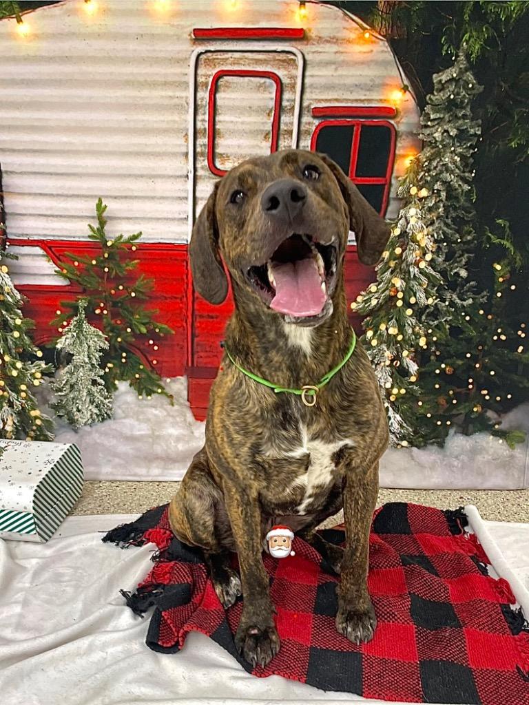 Rusty, a Adoptable mixed breed in Glenfield, NY image 5/5