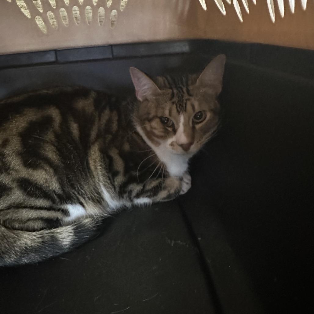 Big Ears — thumbnail 2