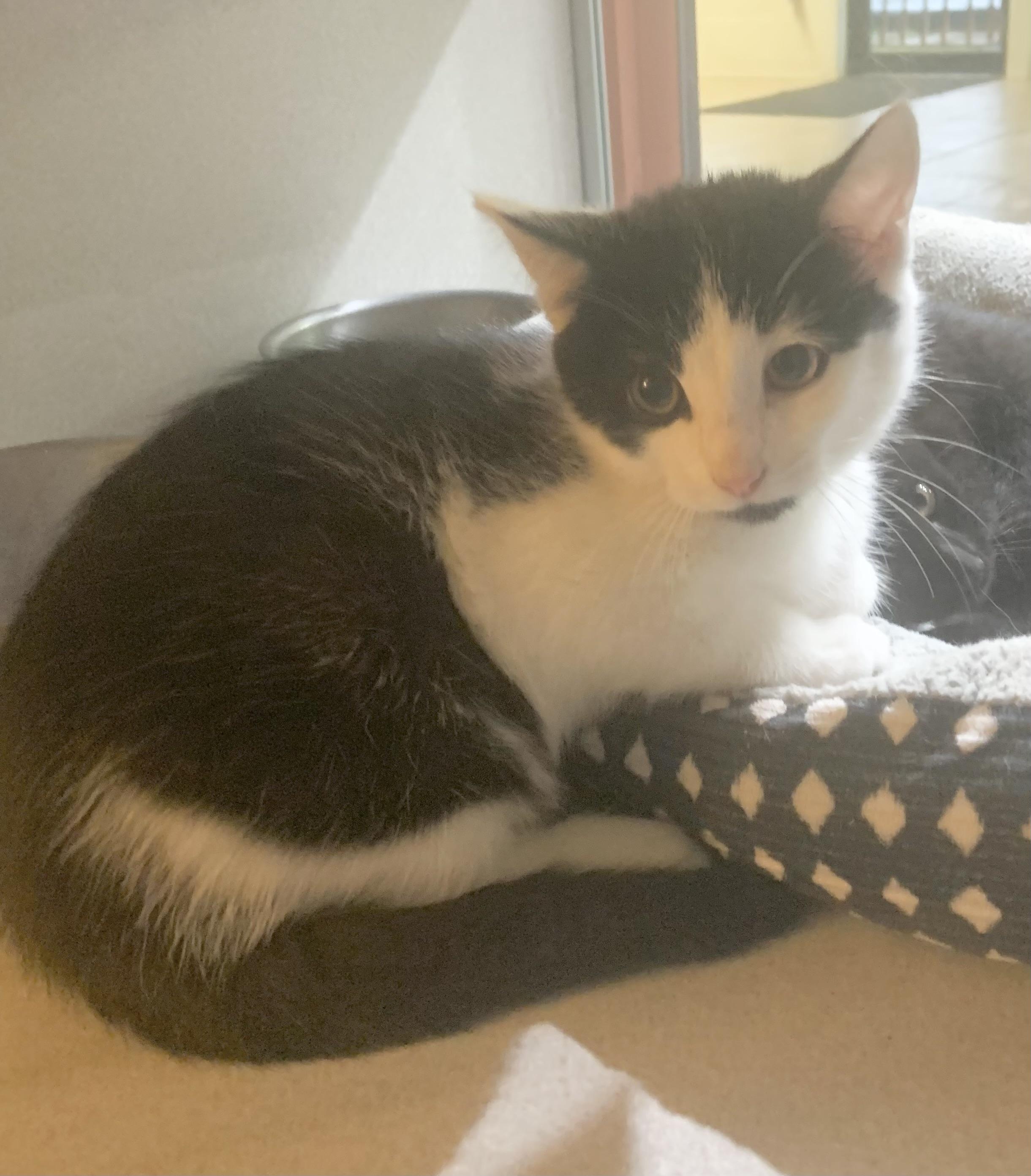 Jack, Adoptable, Kitten Male Domestic Short Hair.