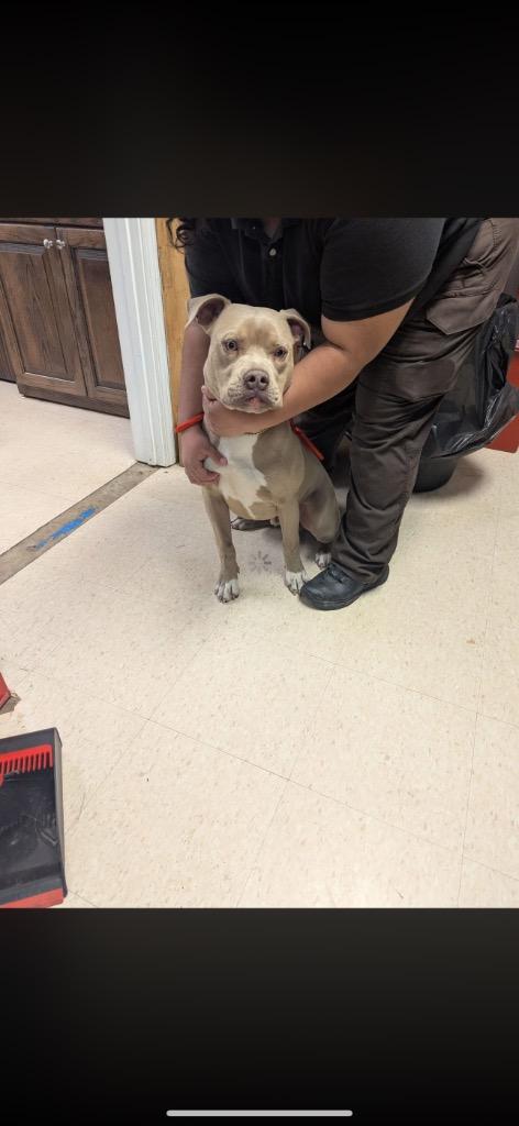 Enlarge Jovi, a Adoptable mixed breed in Hot Springs, AR image 1/1