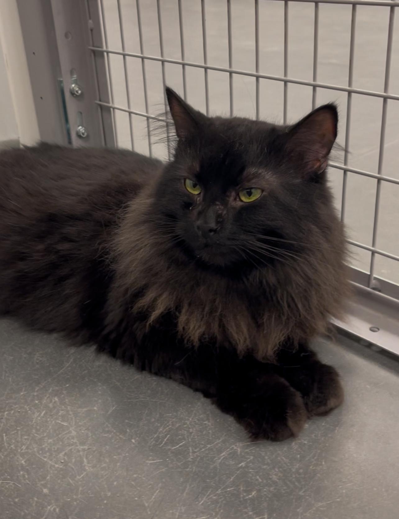 Imah, Adoptable, Adult Male Domestic Long Hair.