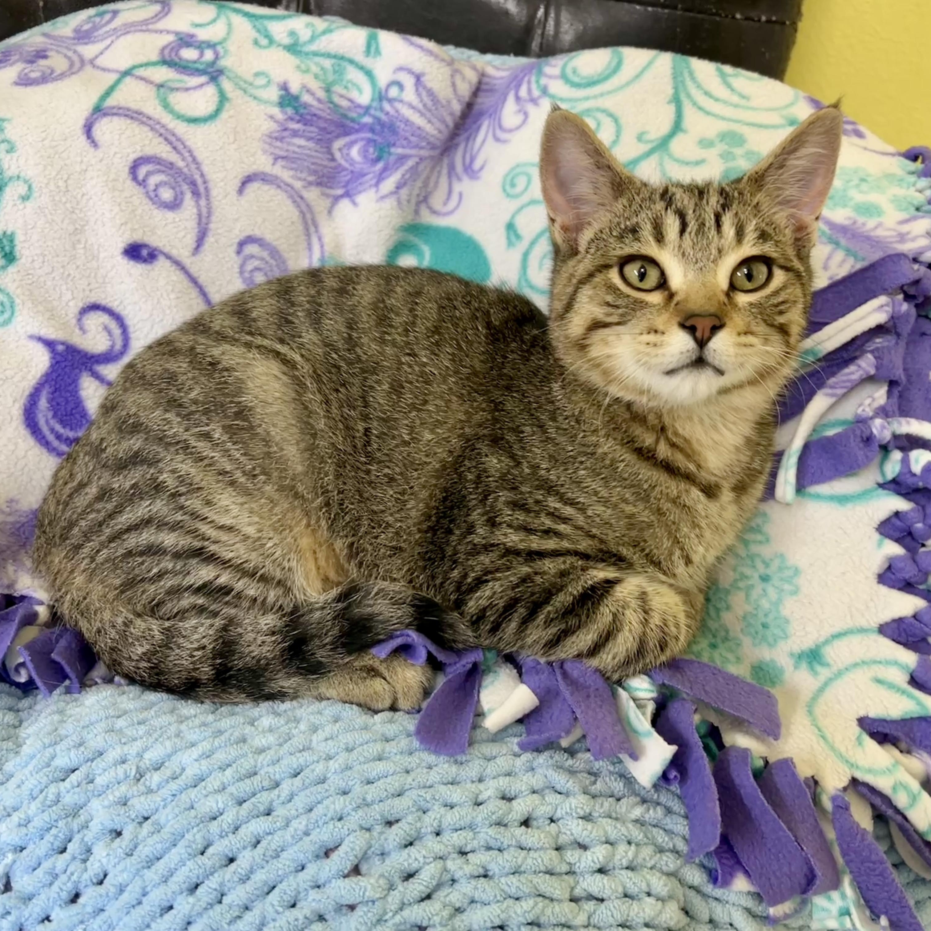 Manny, Adoptable, Kitten Male Domestic Short Hair.
