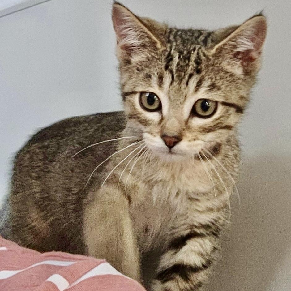 Manny, Adoptable, Kitten Male Domestic Short Hair.