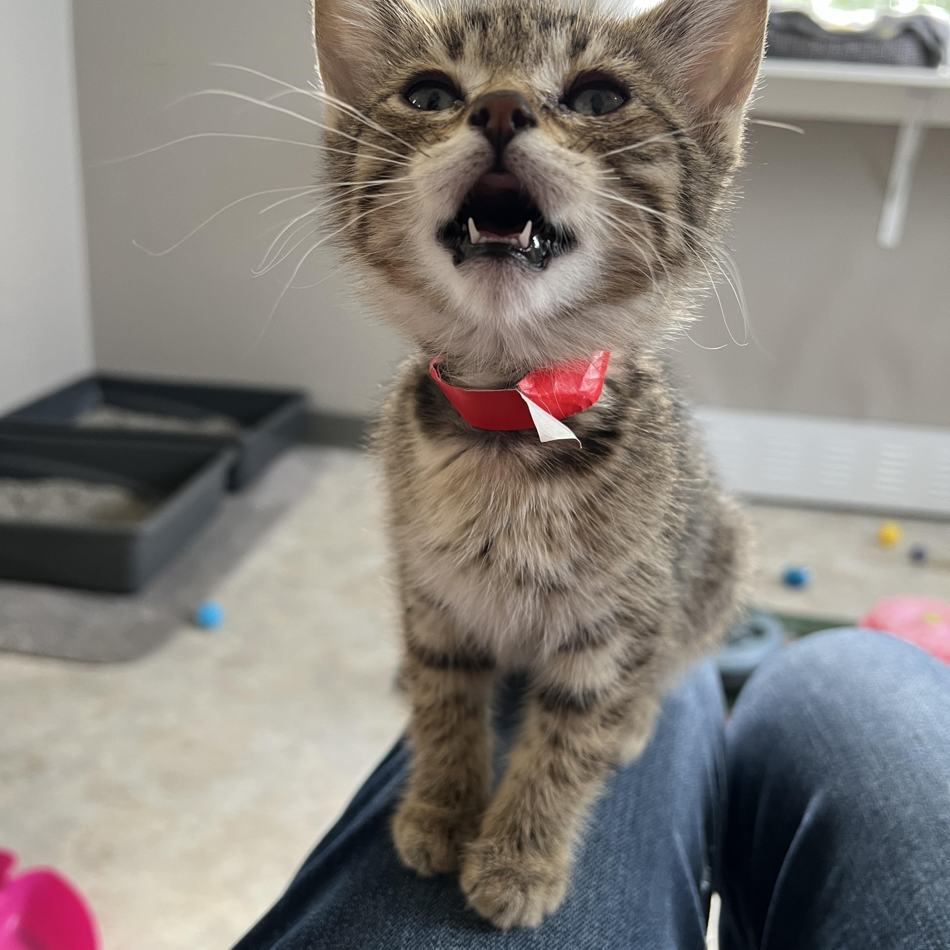 Enlarge Manny, a Adoptable Domestic Short Hair in Jamestown, ND image 4/4