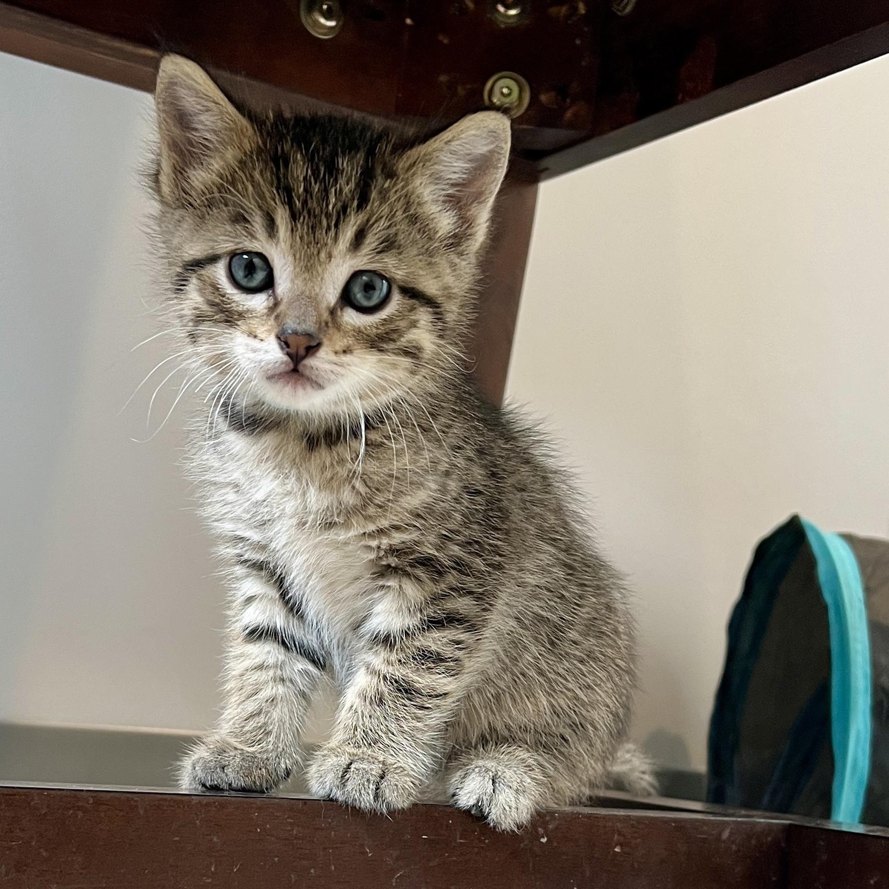 Enlarge Manny, a Adoptable Domestic Short Hair in Jamestown, ND image 2/4
