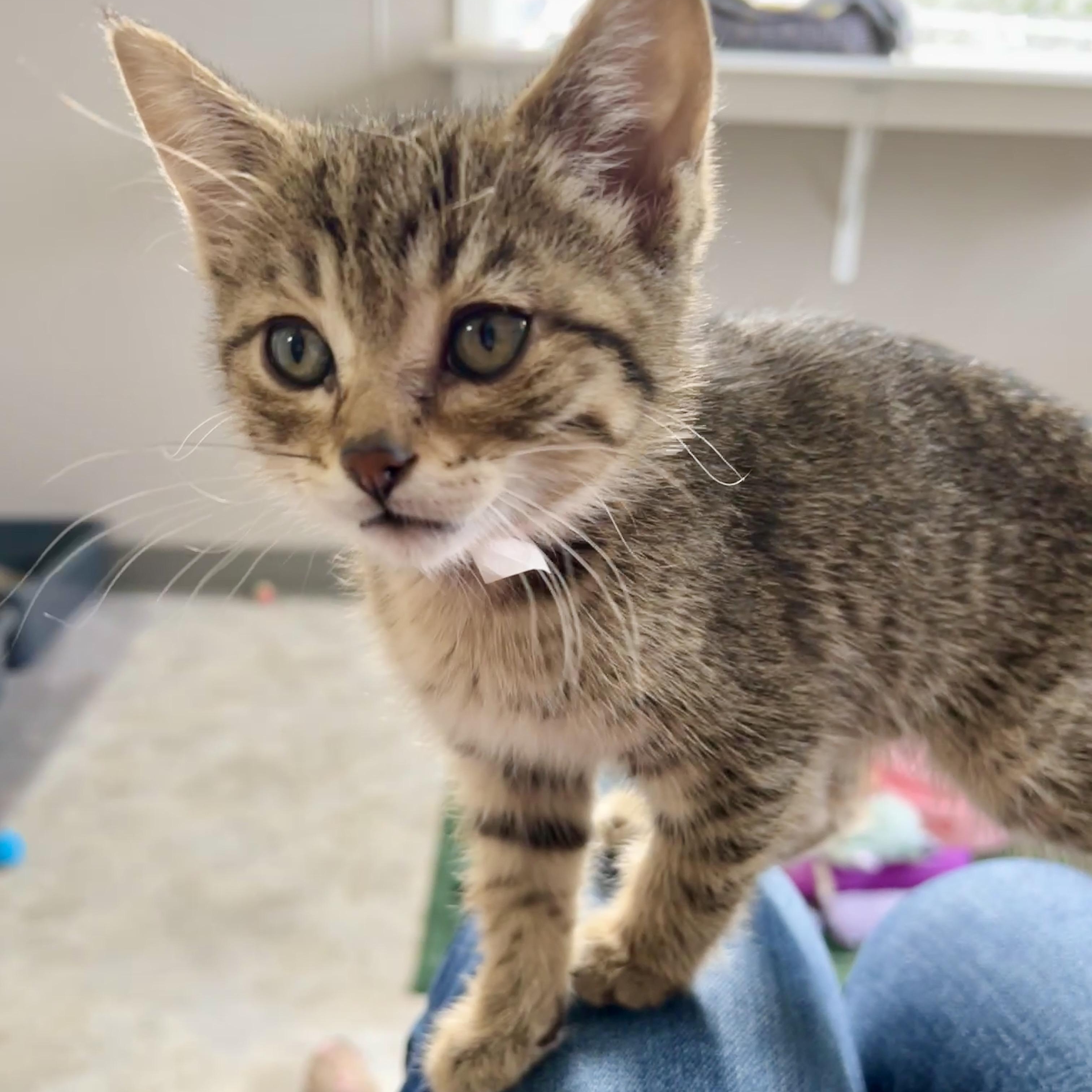 Enlarge Manny, a Adoptable Domestic Short Hair in Jamestown, ND image 3/4