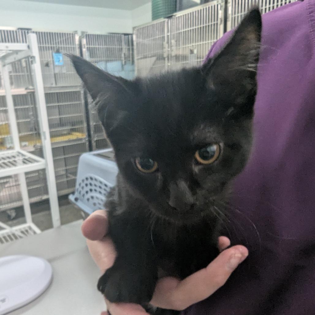 Enlarge Noir, a Adoptable Domestic Short Hair in Manhattan, KS image 1/1