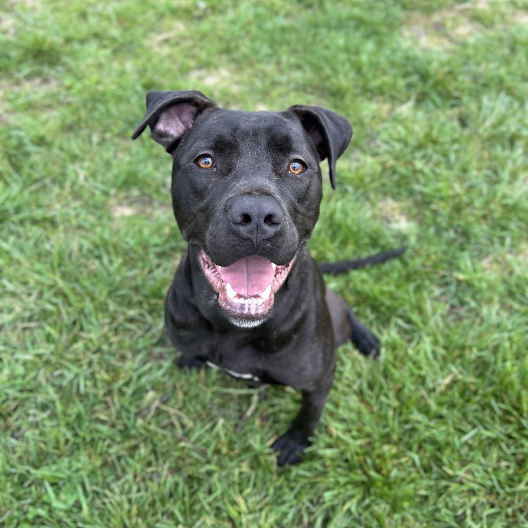 Enlarge Archer, a Adoptable Mixed Breed in Jeffersonville, IN image 1/6