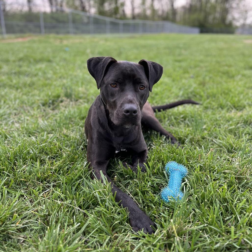 Enlarge Archer, a Adoptable Mixed Breed in Jeffersonville, IN image 2/6