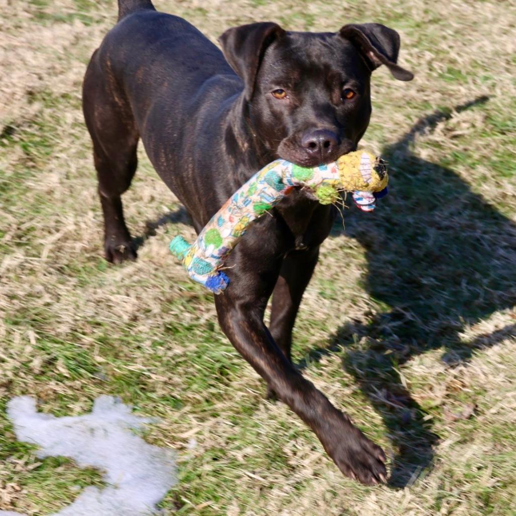 Enlarge Archer, a Adoptable Mixed Breed in Jeffersonville, IN image 3/6