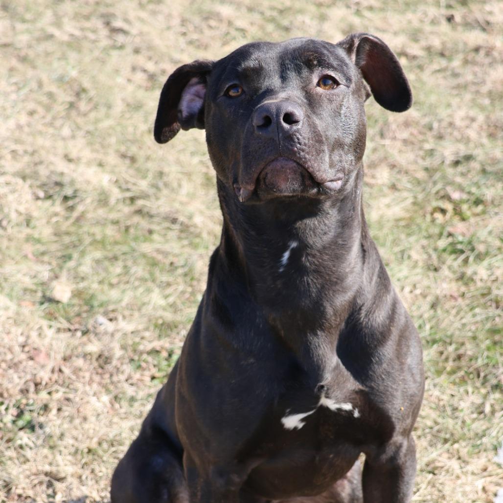 Enlarge Archer, a Adoptable Mixed Breed in Jeffersonville, IN image 4/6