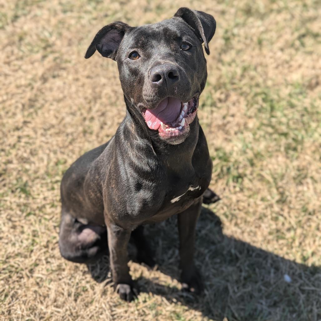 Enlarge Archer, a Adoptable Mixed Breed in Jeffersonville, IN image 5/6
