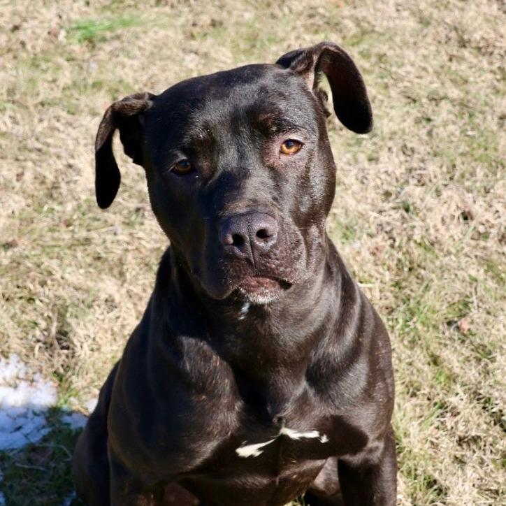 Enlarge Archer, a Adoptable Mixed Breed in Jeffersonville, IN image 6/6