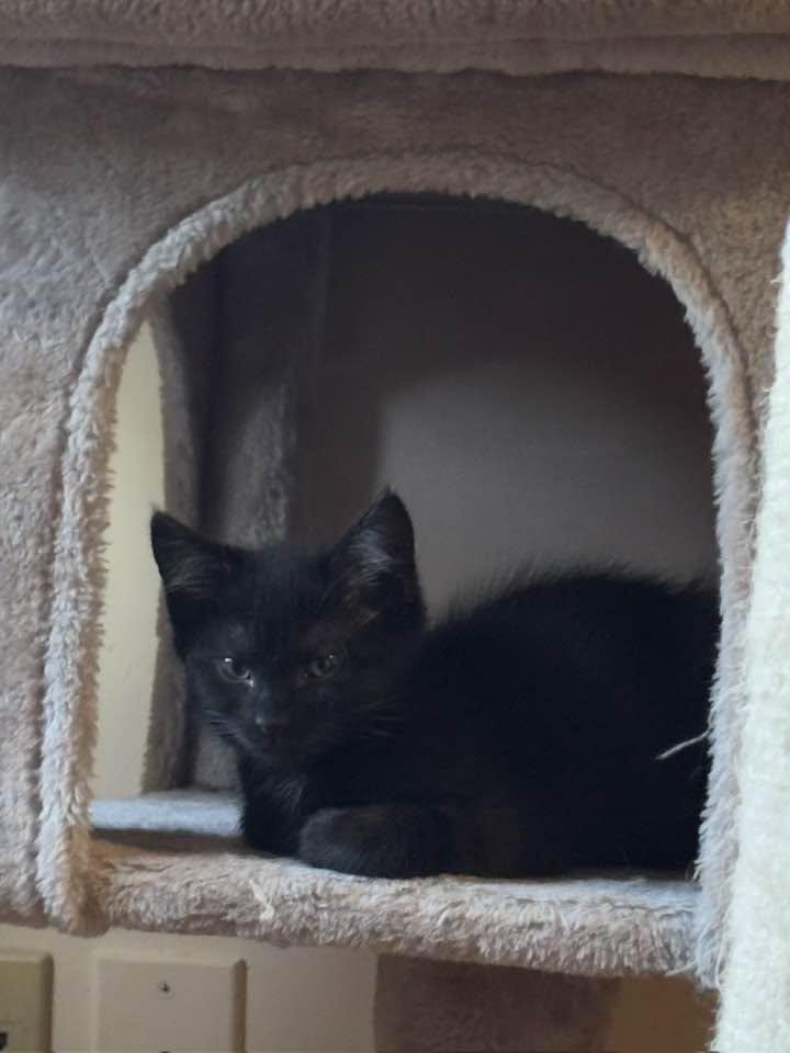 Marie & Toulouse, a ADOPTABLE Domestic Short Hair in Portland, ME image 2/3