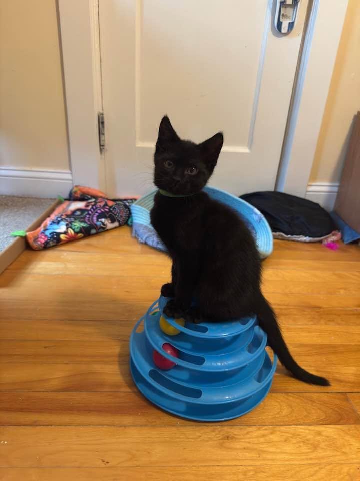 Marie & Toulouse, a ADOPTABLE Domestic Short Hair in Portland, ME image 3/3
