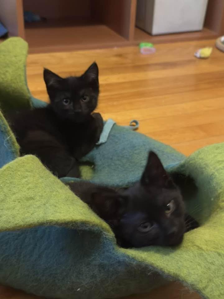 Marie & Toulouse, ADOPTABLE, Kitten Female Domestic Short Hair.