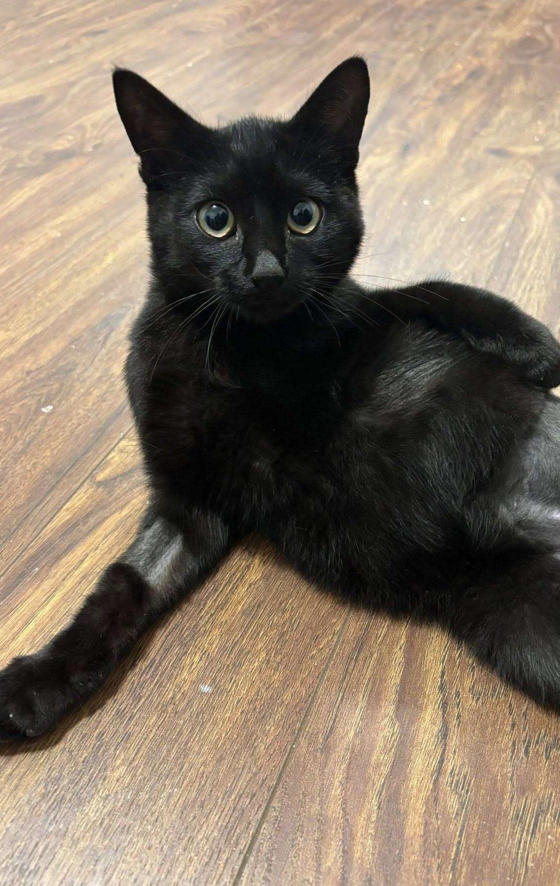 Damon, Adopted, Young Male Domestic Short Hair.