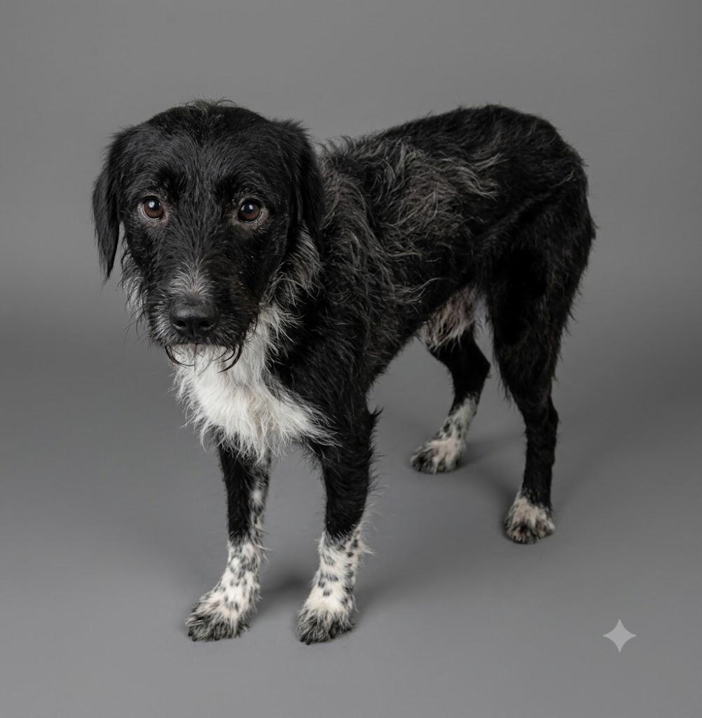 Zak, ADOPTABLE, Young Male Pointer.