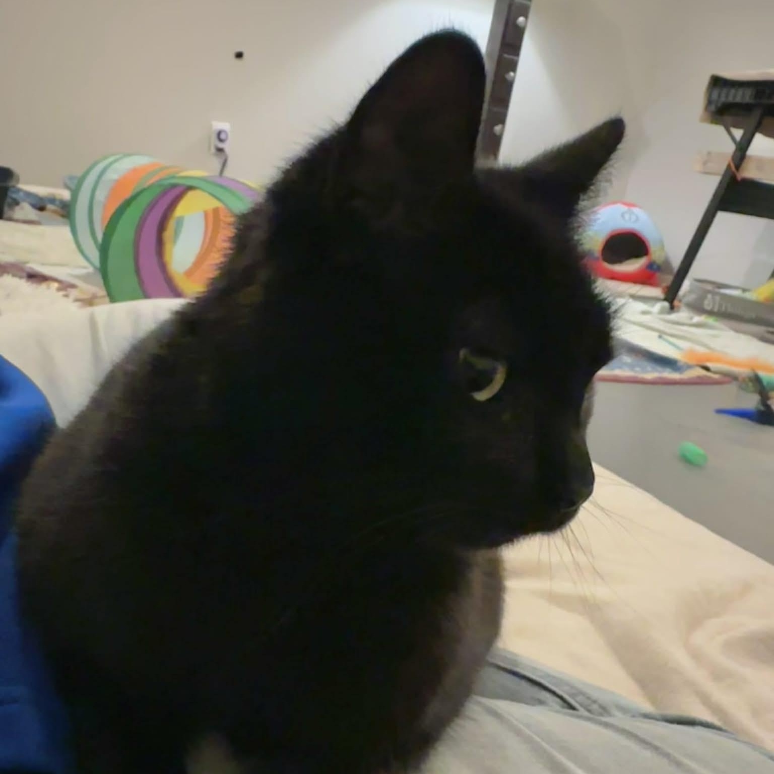 Diana, Adoptable, Adult Female Domestic Short Hair.