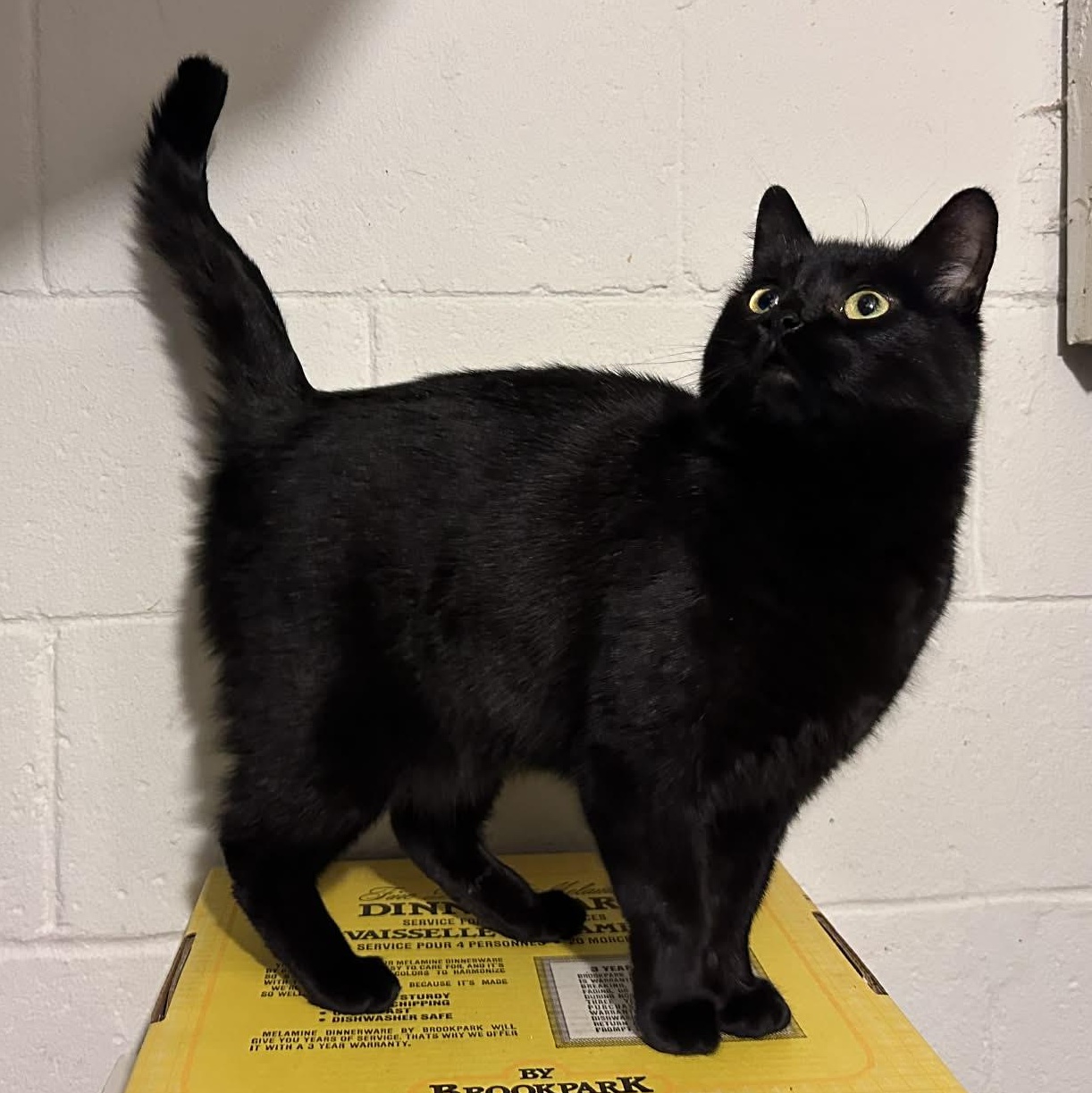 Diana, Adoptable, Adult Female Domestic Short Hair.