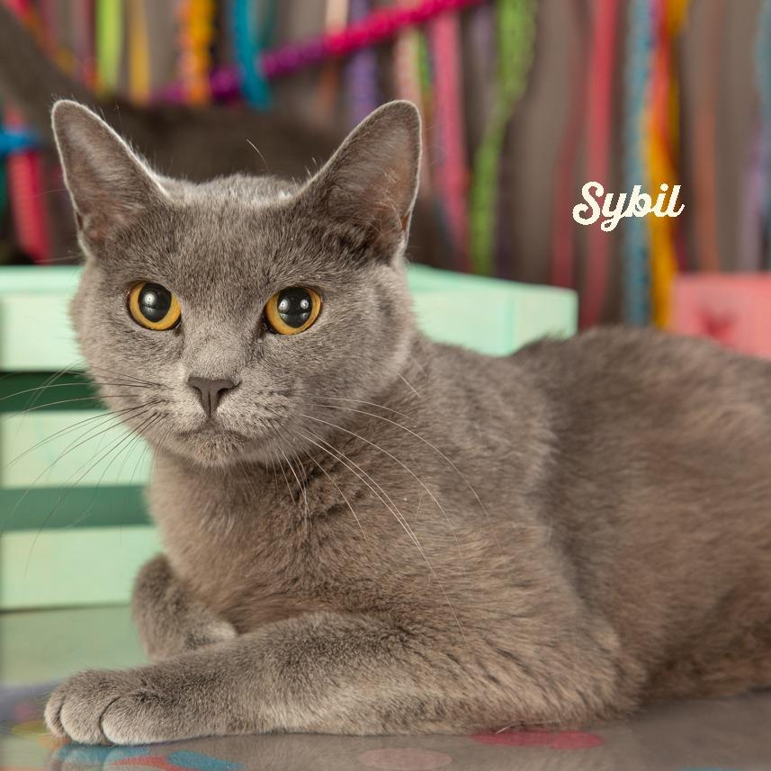 Sybil, Adoptable, Adult Female Domestic Short Hair.