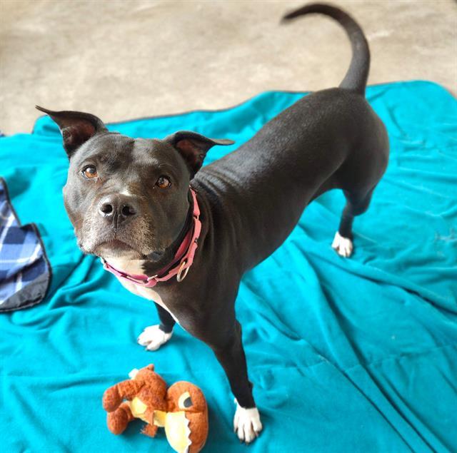 LAKITTA ROSE JR, Adoptable, Adult Female Pit Bull Terrier.