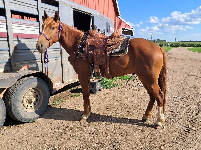 Enlarge Alex, a Adoptable Mustang in Scotland, SD image 2/3