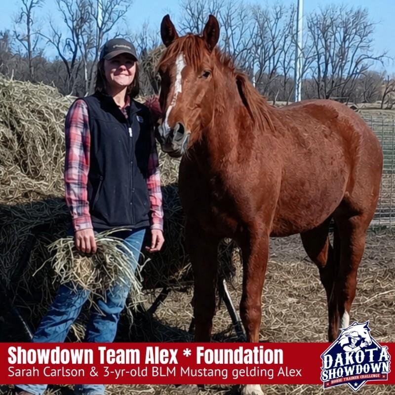 Enlarge Alex, a Adoptable Mustang in Scotland, SD image 3/3