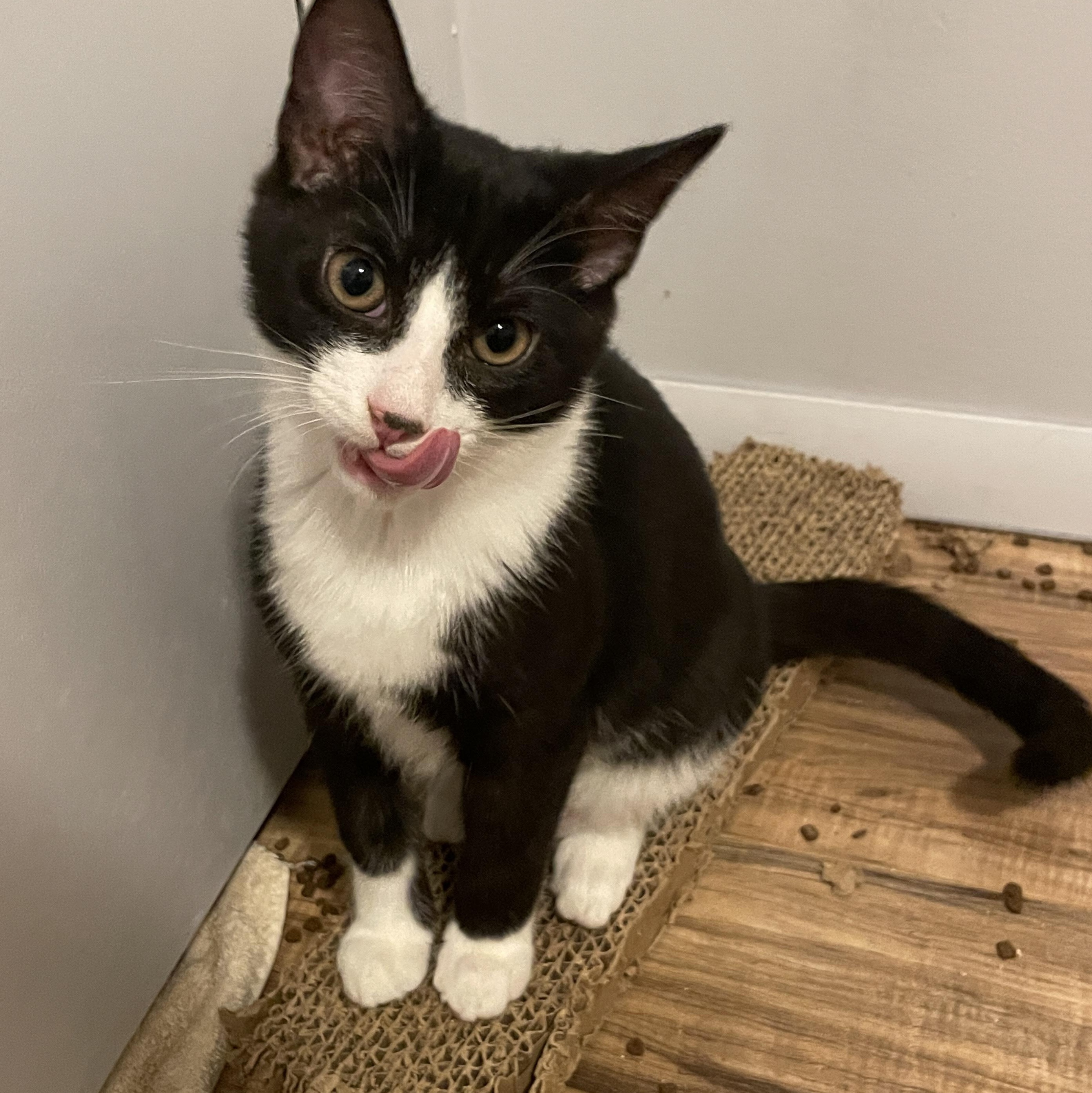 Enlarge Dandelion, a Adoptable Domestic Short Hair in Douglas, MA image 1/5