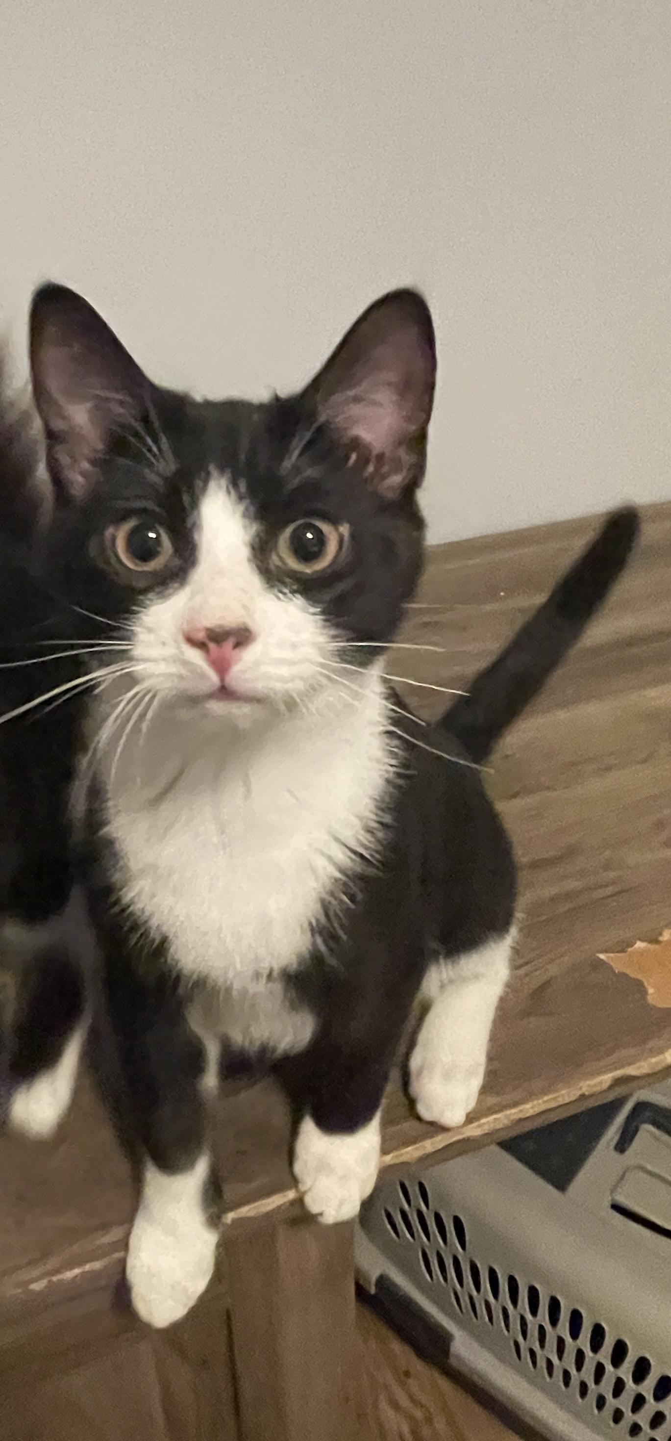 Enlarge Dandelion, a Adoptable Domestic Short Hair in Douglas, MA image 4/5