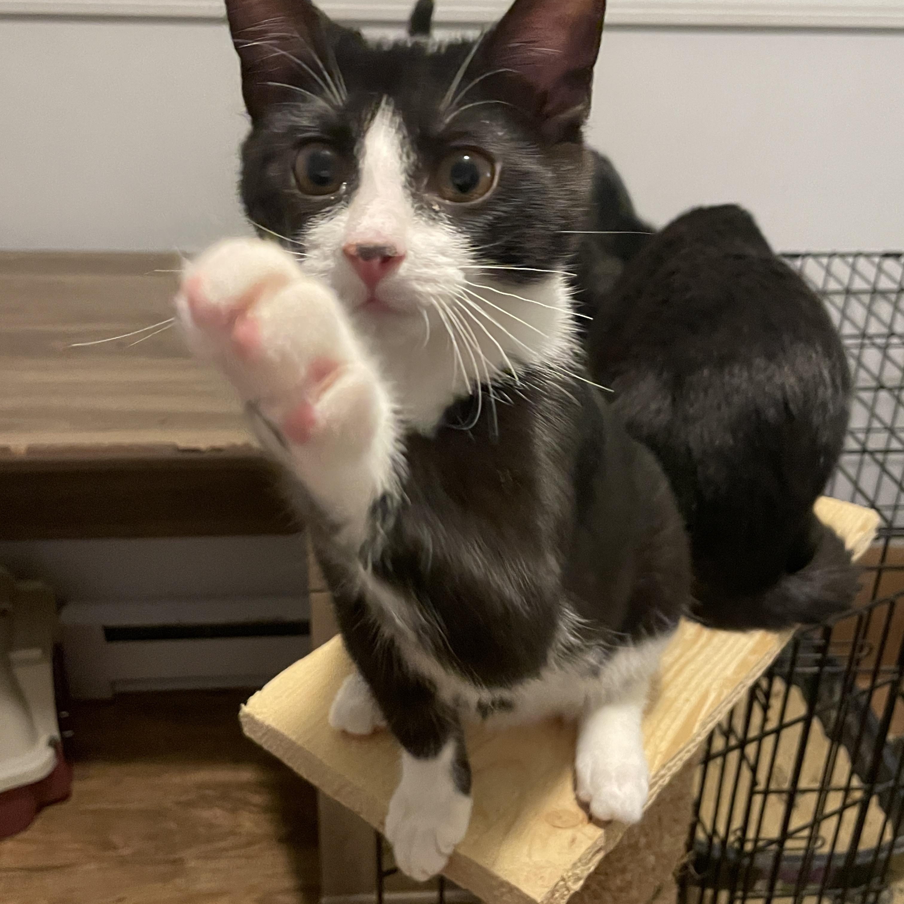 Enlarge Dandelion, a Adoptable Domestic Short Hair in Douglas, MA image 2/5