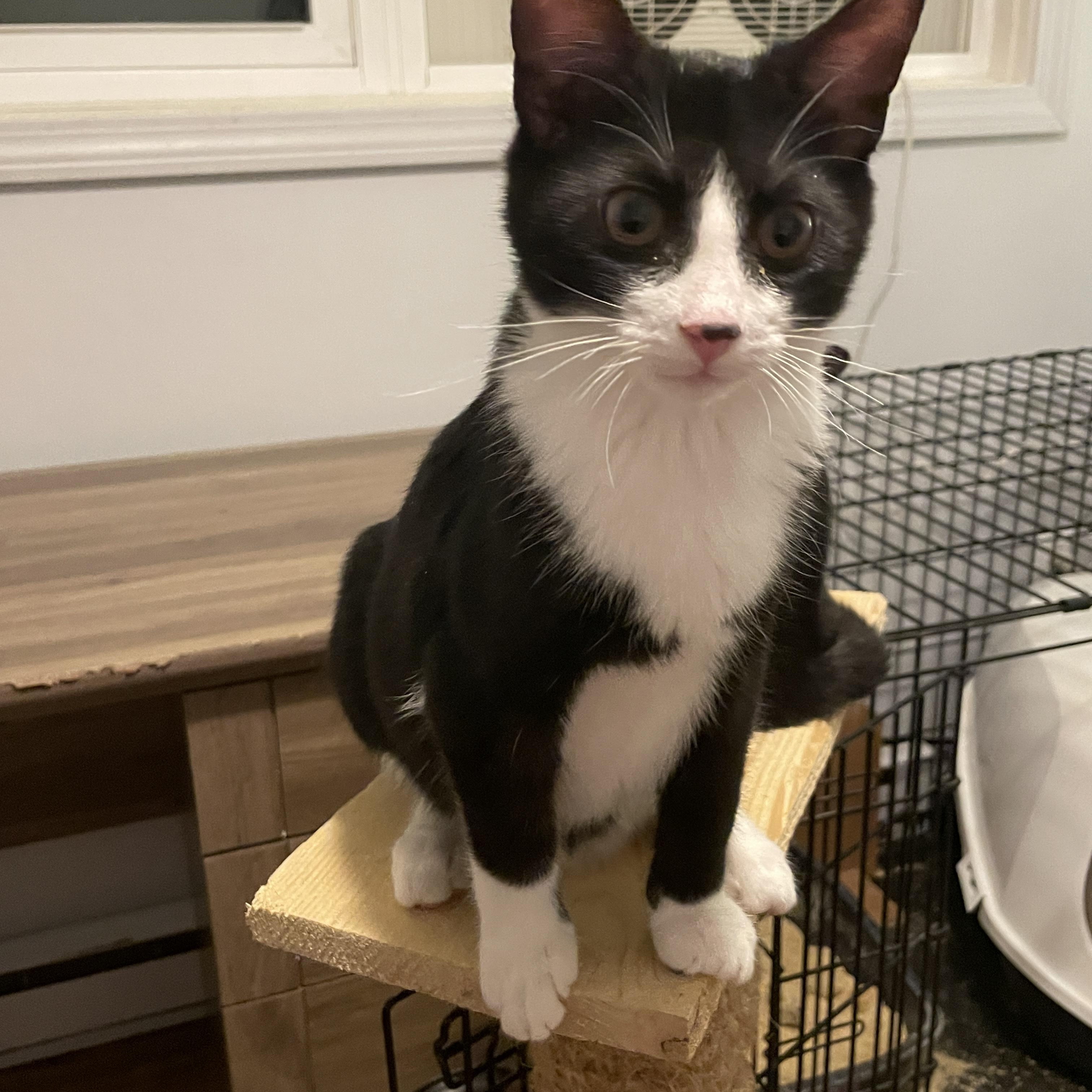 Enlarge Dandelion, a Adoptable Domestic Short Hair in Douglas, MA image 3/5