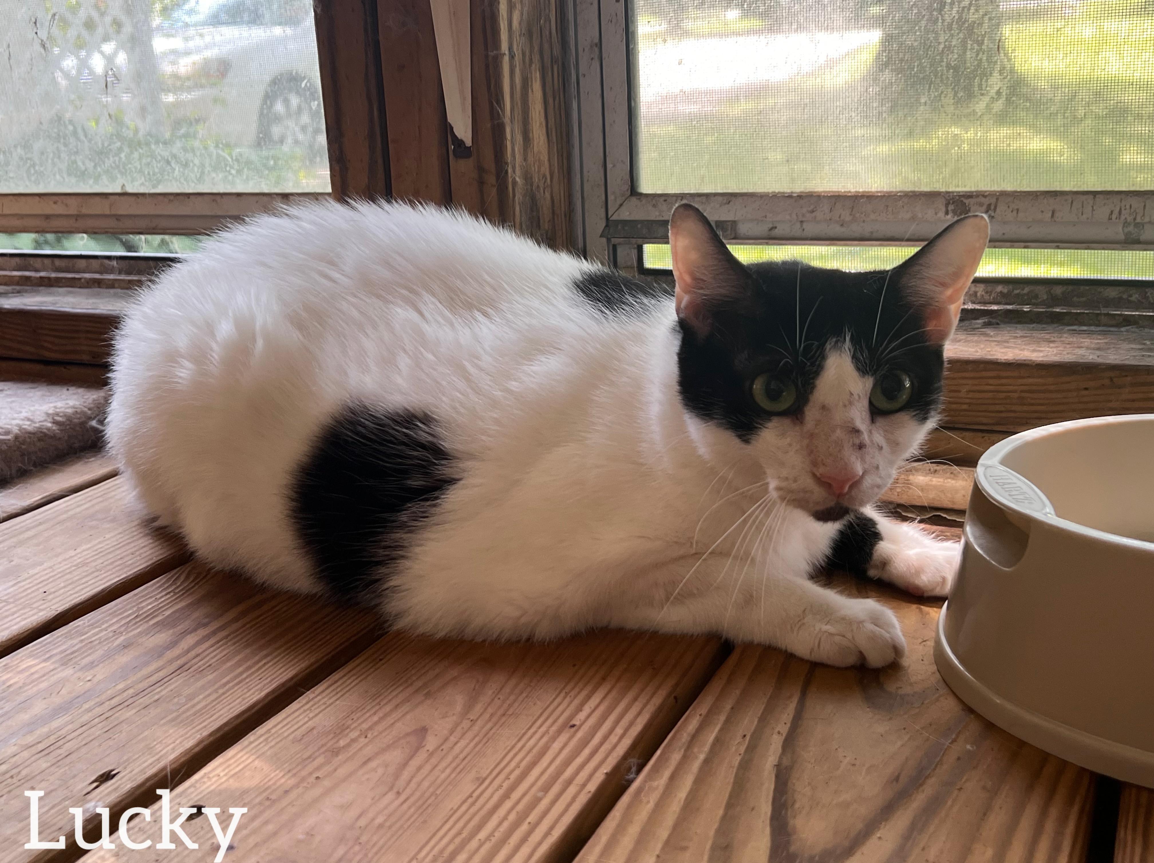 Enlarge Lucky , a ADOPTABLE Domestic Short Hair in Dyersburg, TN image 4/6
