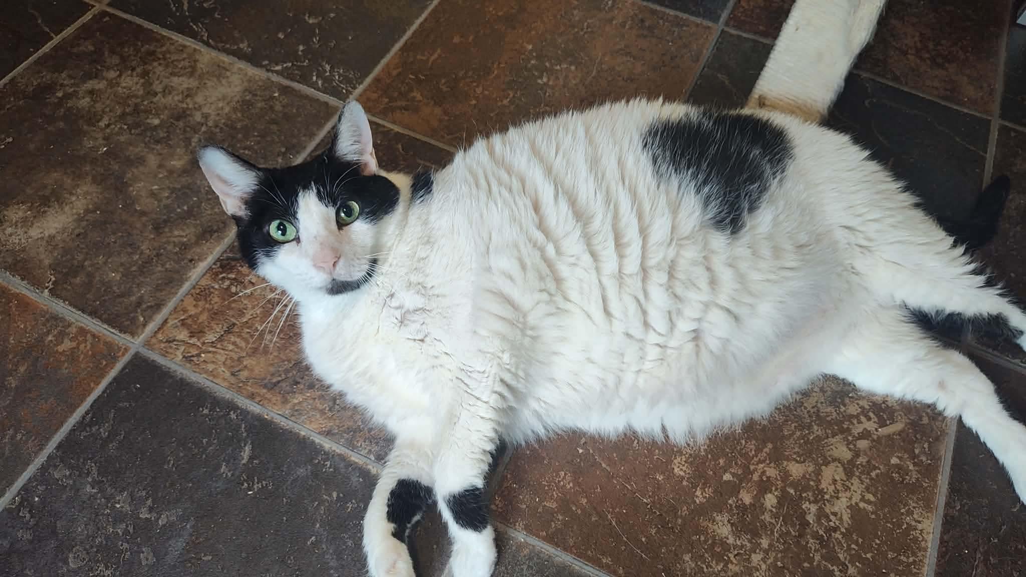 Enlarge Lucky , a ADOPTABLE Domestic Short Hair in Dyersburg, TN image 5/6